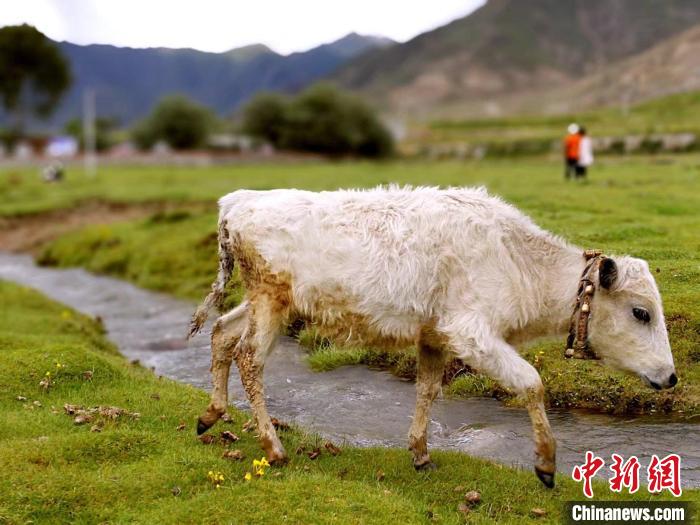 拉萨打造近郊文旅IP品牌：为堆龙文化旅游赋能