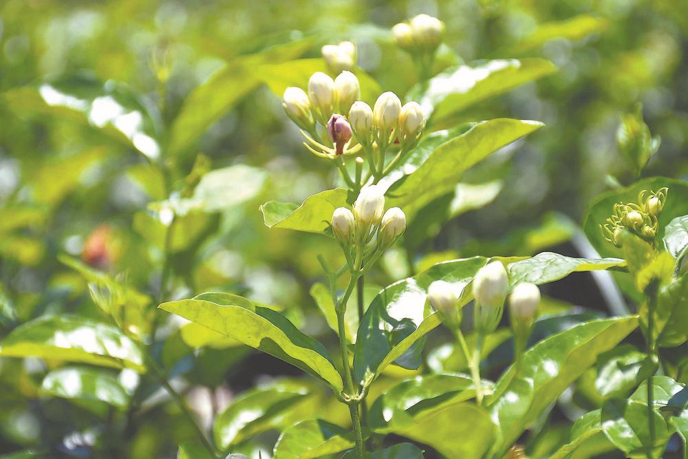 由“福州茉莉花与茶文化系统”看农业文化遗产保护