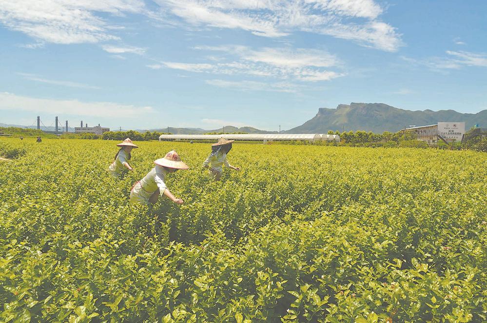 由“福州茉莉花与茶文化系统”看农业文化遗产保护